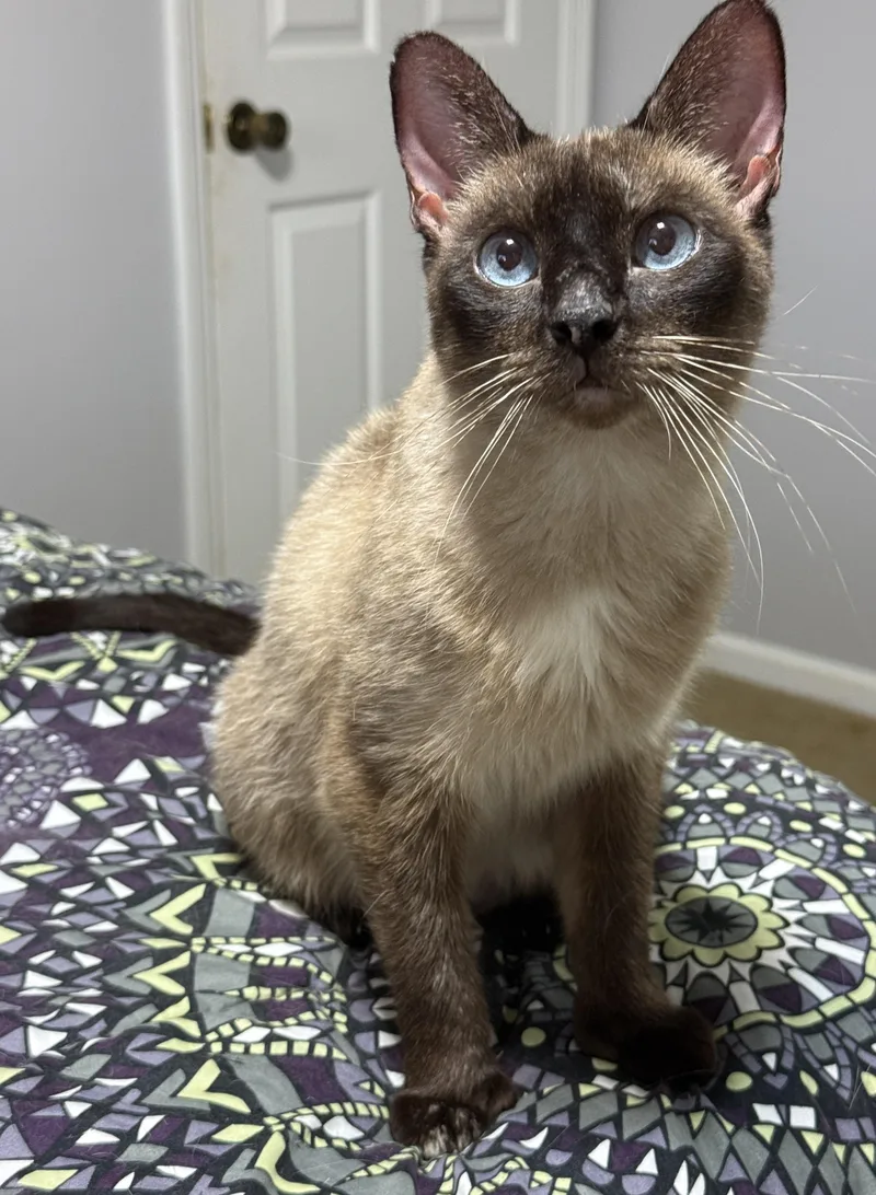 A young medium-sized female Seal Point Domestic Short Hair cat named Halcyon for adoption in Alexandria, VA
