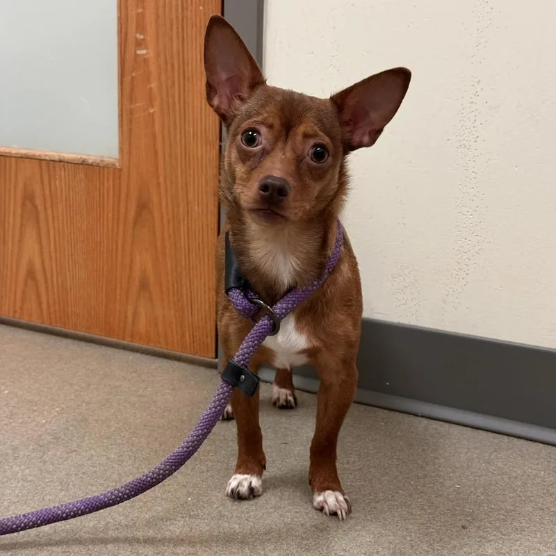 An adult small-sized female Brown / Chocolate Chihuahua dog named Purr for adoption in Lynchburg, VA