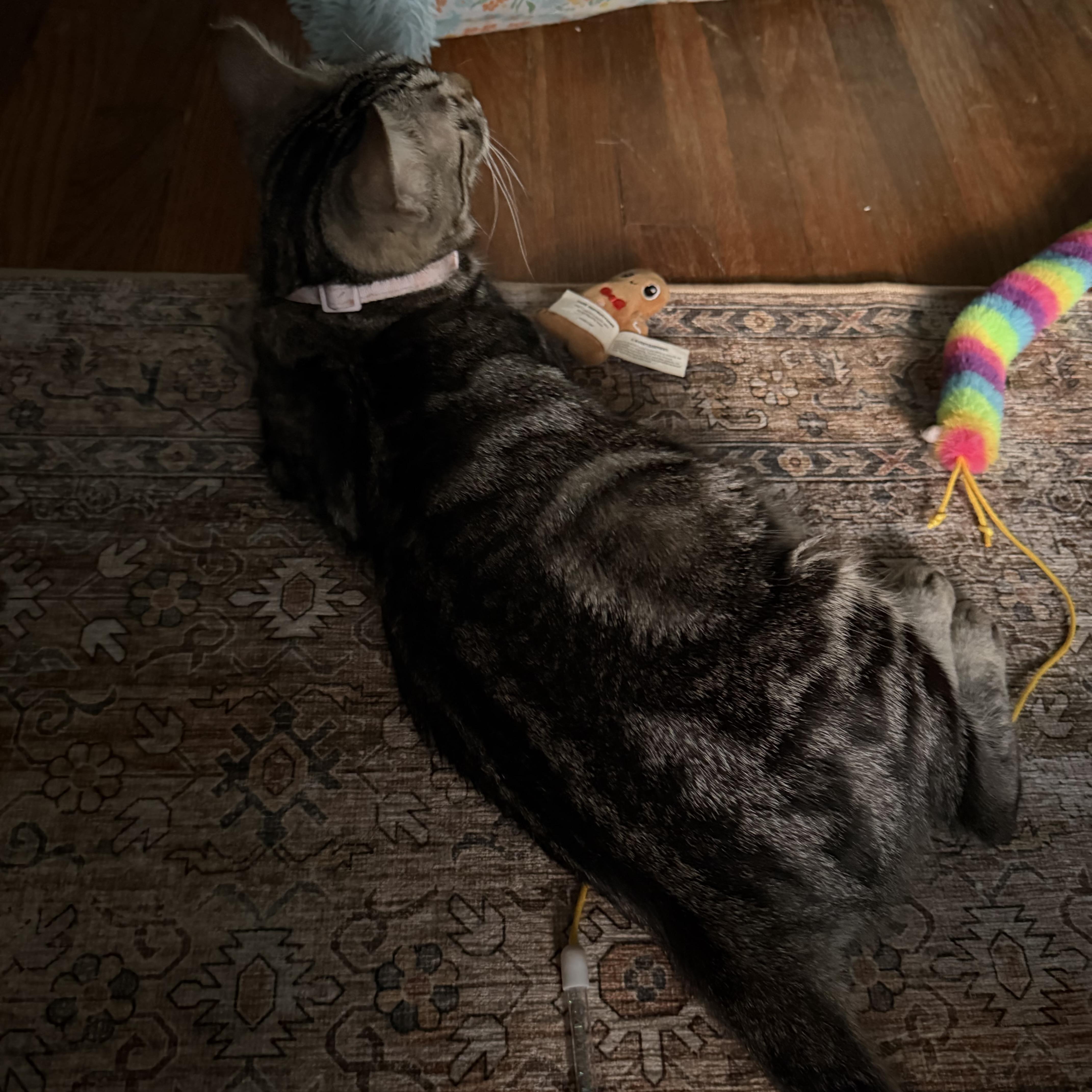 A young medium-sized female Tabby (Brown / Chocolate) Domestic Short Hair cat named Fellini for adoption in Liverpool, TX