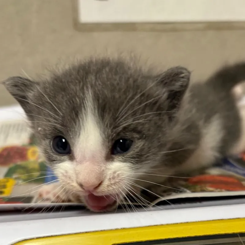 A baby small-sized male Gray / Blue / Silver Domestic Short Hair cat named Timmie for adoption in Yuma, AZ