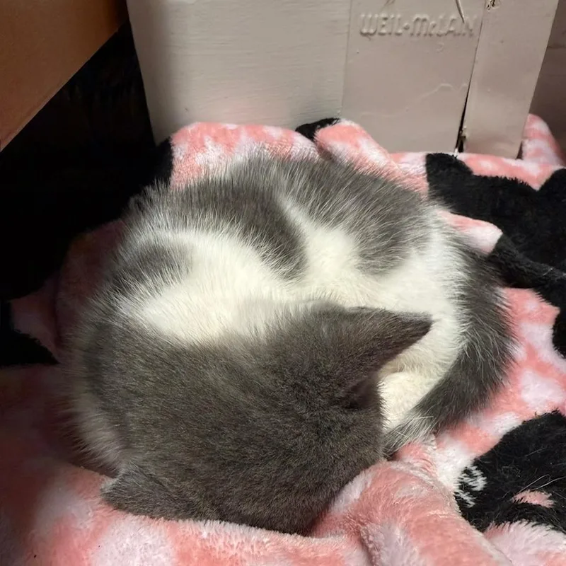 A baby small-sized male Gray / Blue / Silver Domestic Short Hair cat named Curry for adoption in Reisterstown, MD
