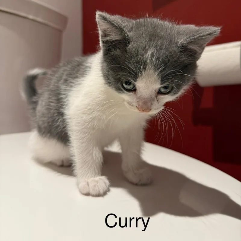 Curry thumbnail 2