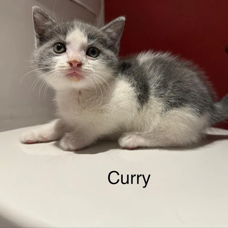 Curry thumbnail 4