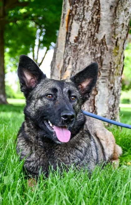 An adult medium-sized female Shepherd dog named Molly for adoption in Yakima, WA