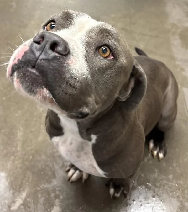 An adult large-sized female Pit Bull Terrier dog named Luna for adoption in Rio Rancho, NM