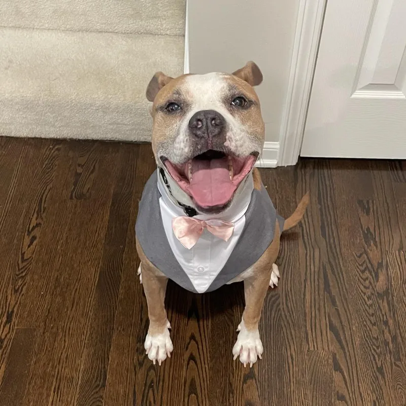 A senior medium-sized male American Staffordshire Terrier dog named Roux for adoption in Olathe, KS