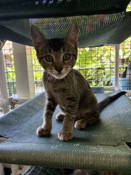 A baby small-sized female Domestic Short Hair cat named Betty for adoption in Honolulu, HI