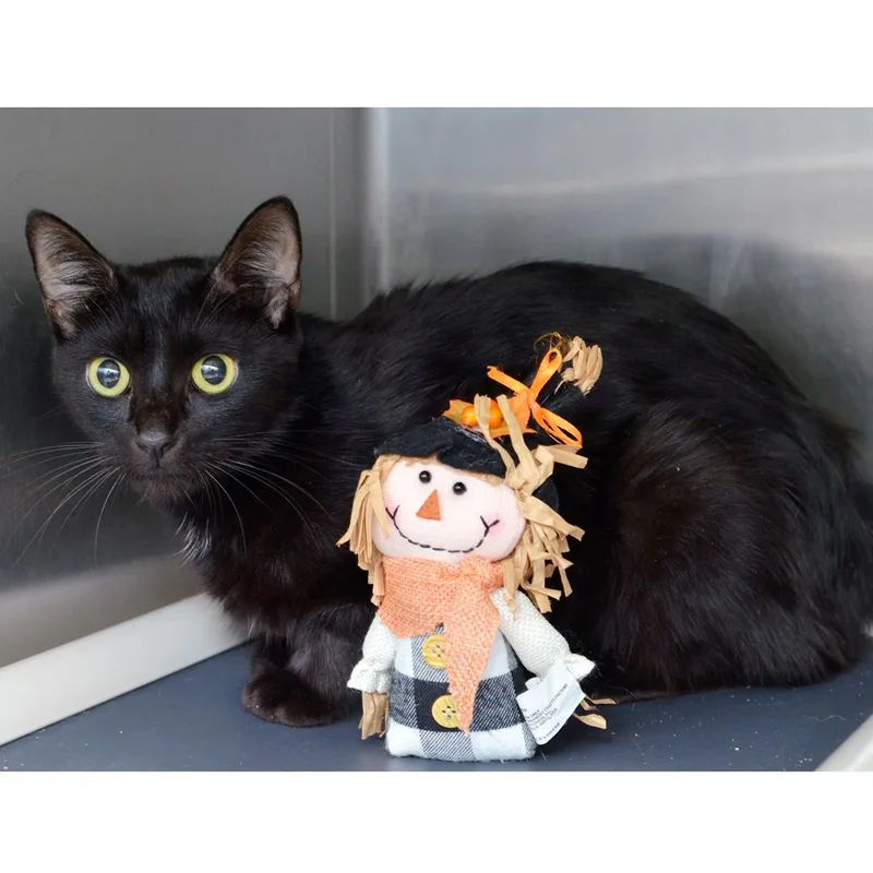 An adult medium-sized female Domestic Short Hair cat named Mary for adoption in Sanford, FL