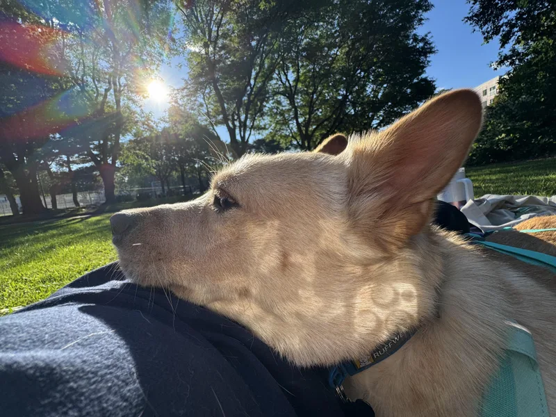 Hugo