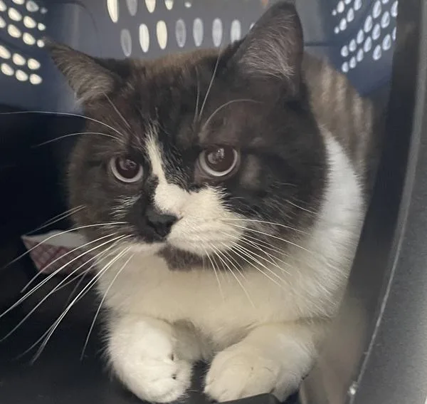 A young small-sized male British Shorthair cat named Benedict for adoption in El Cajon, CA