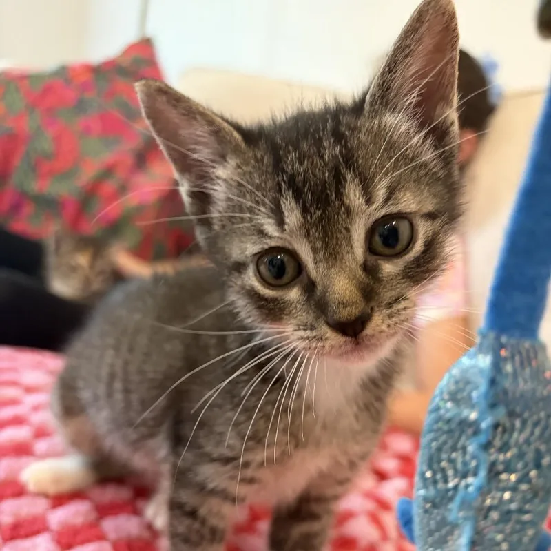 A baby small-sized female Gray / Blue / Silver Domestic Short Hair cat named Fearless Fiona for adoption in Austin, TX