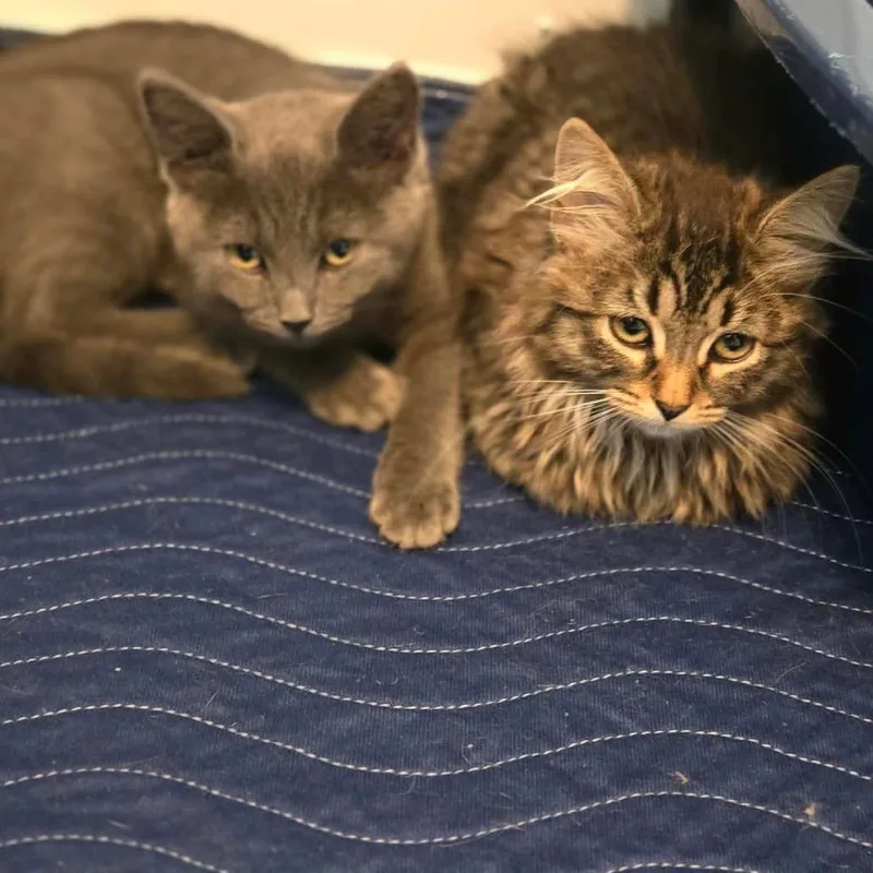 A baby small-sized female Brown / Chocolate Domestic Long Hair cat named Maxine in Arnold for adoption in Alexandria, VA