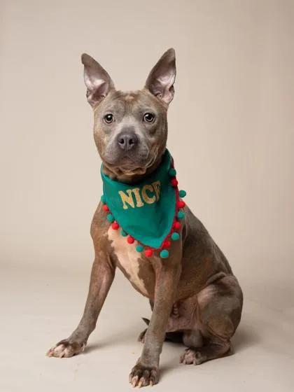 An adult medium-sized male Pit Bull Terrier dog named George for adoption in Atlanta, GA