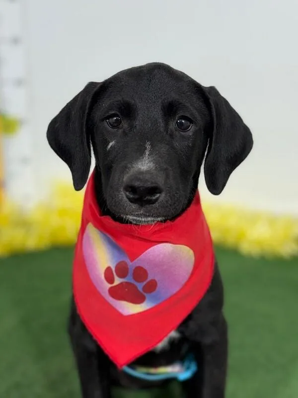 A baby medium-sized female Black Labrador Retriever dog named Dennise for adoption in Carlsbad, CA