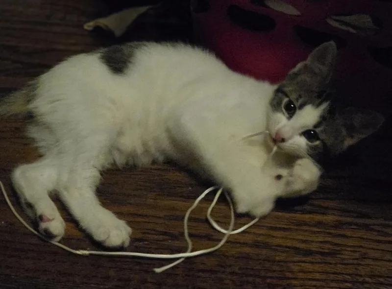 A baby medium-sized male Buff & White Domestic Short Hair cat named Himmel for adoption in Lincoln, NE