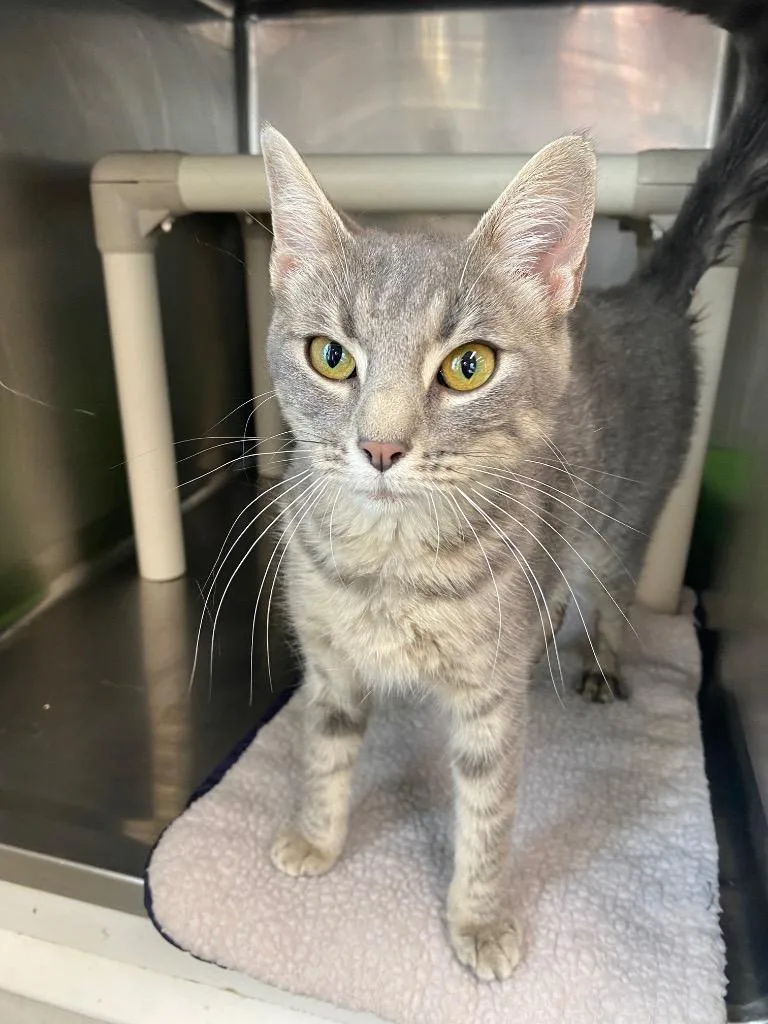 A young large-sized female Domestic Short Hair cat named Bessy for adoption in Hopkinsville, KY