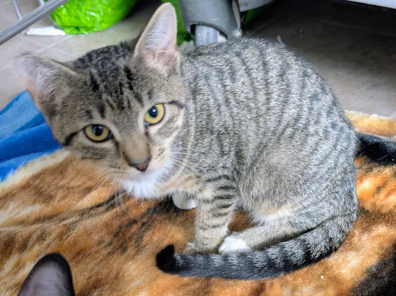 A baby medium-sized female Tabby (Buff / Tan / Fawn) Domestic Short Hair cat named Suzie for adoption in Eureka, CA