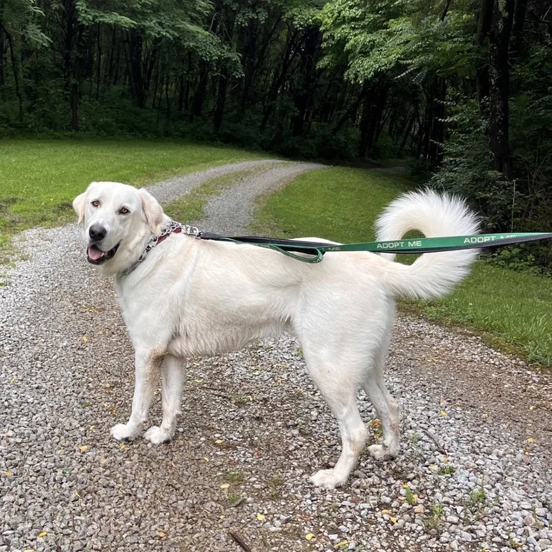 An adult large-sized male Great Pyrenees dog named Bear for adoption in La Grange, KY