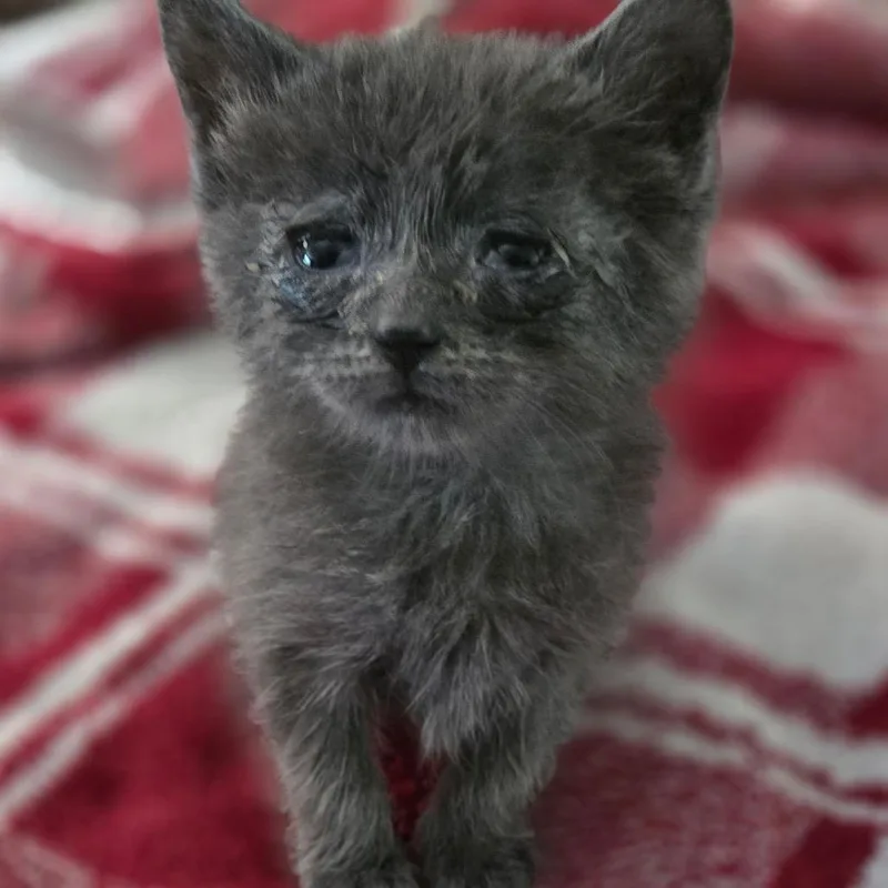 Mouthwash