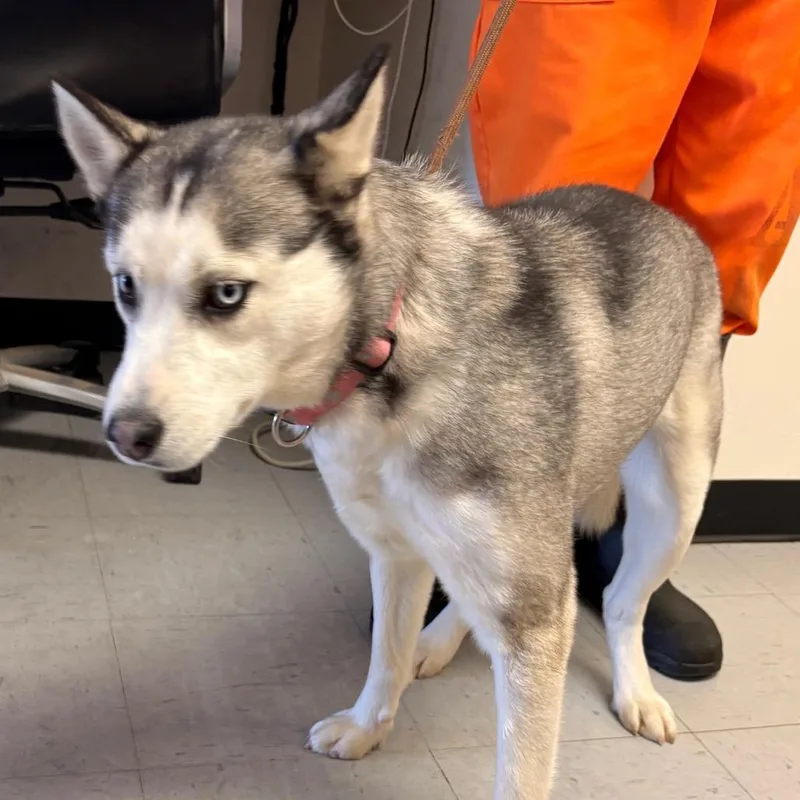 A young medium-sized female White / Cream Siberian Husky dog named Mia for adoption in Douglas, AZ