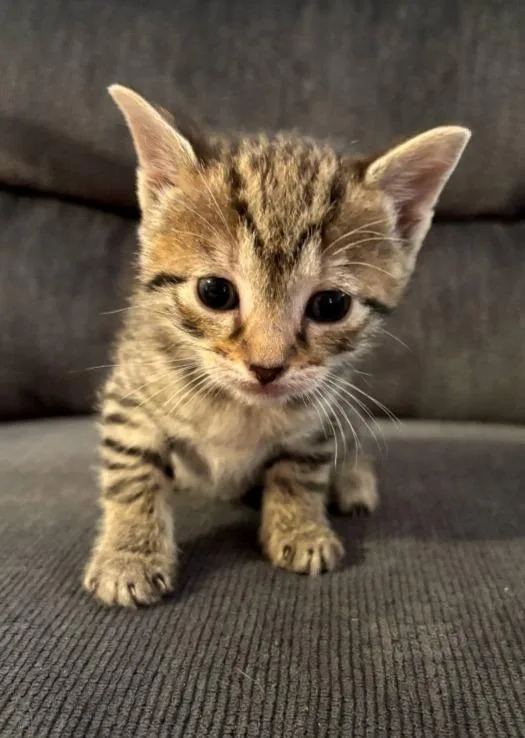 A baby small-sized female Domestic Short Hair cat named Ricotta for adoption in Hartsville, SC