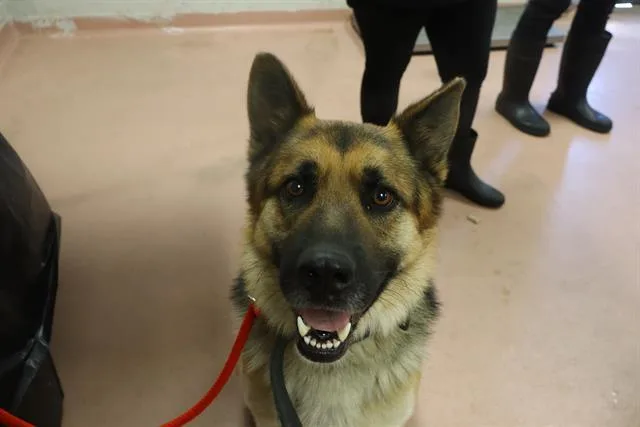 An adult large-sized male Mixed Breed dog named Veggie for adoption in Columbia, SC
