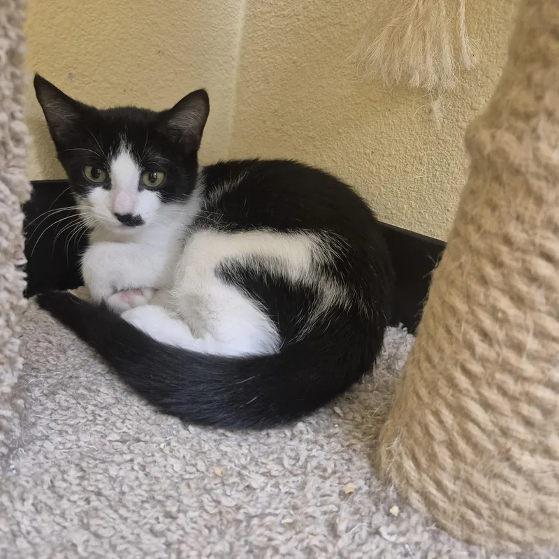 A young small-sized female Domestic Short Hair cat named Scallop for adoption in Schertz, TX