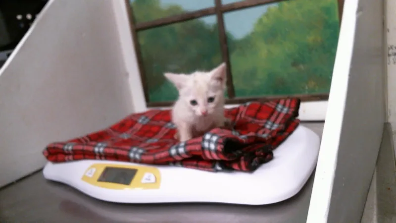 A baby small-sized female Domestic Short Hair cat named Angel for adoption in Houston, TX