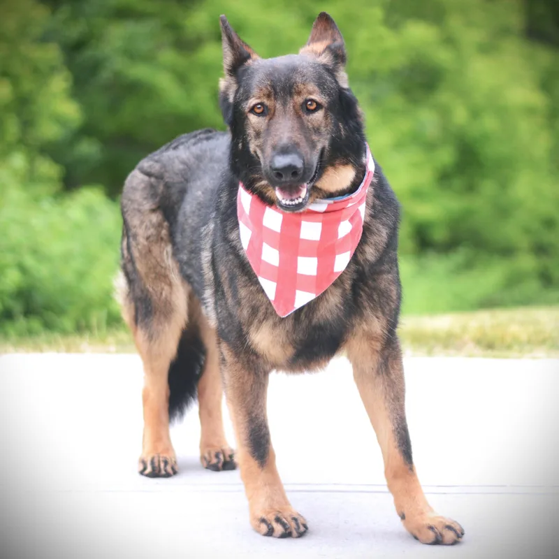 An adult large-sized male Bicolor German Shepherd Dog dog named Bandit for adoption in Amsterdam, NY