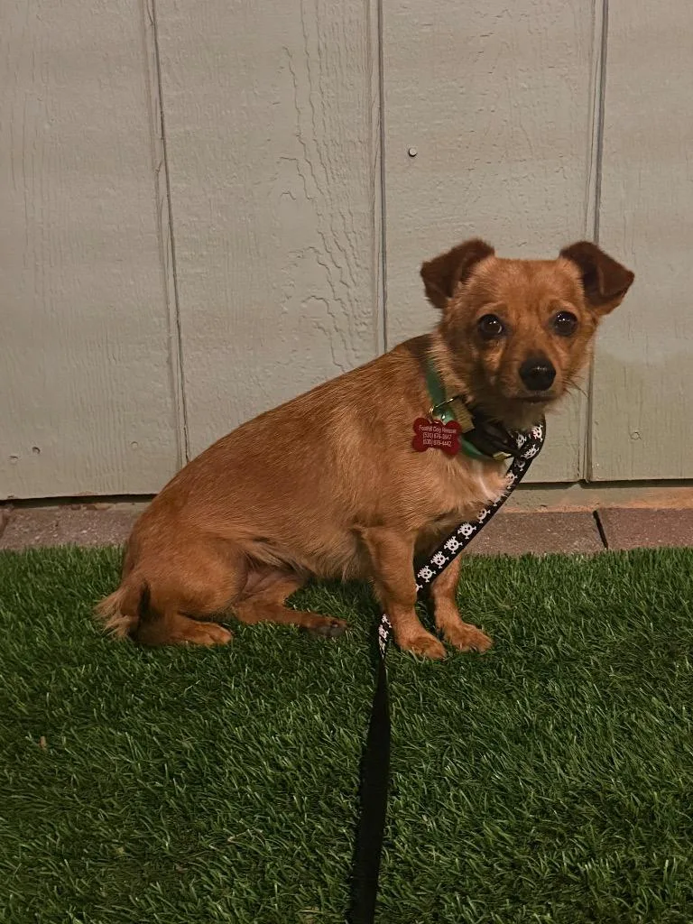An adult small-sized female Red / Chestnut / Orange Chihuahua dog named Tiki for adoption in Shingle Springs, CA
