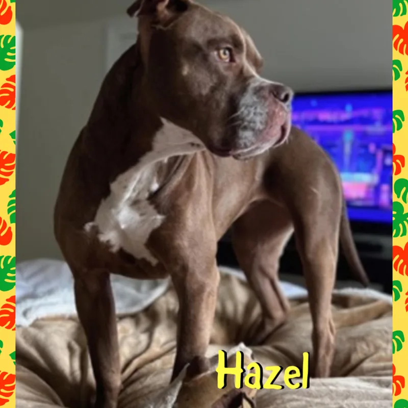Hazel