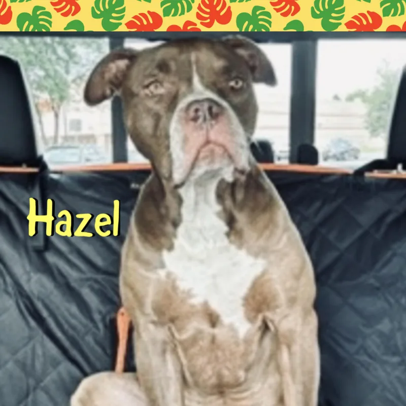 Hazel thumbnail 2