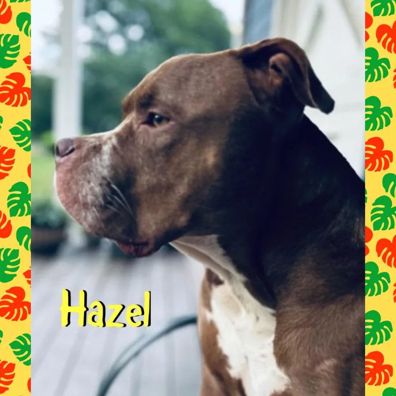 Hazel thumbnail 3