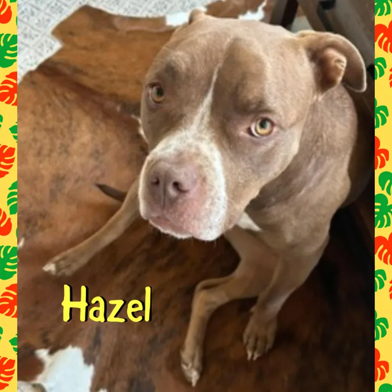 Hazel thumbnail 4