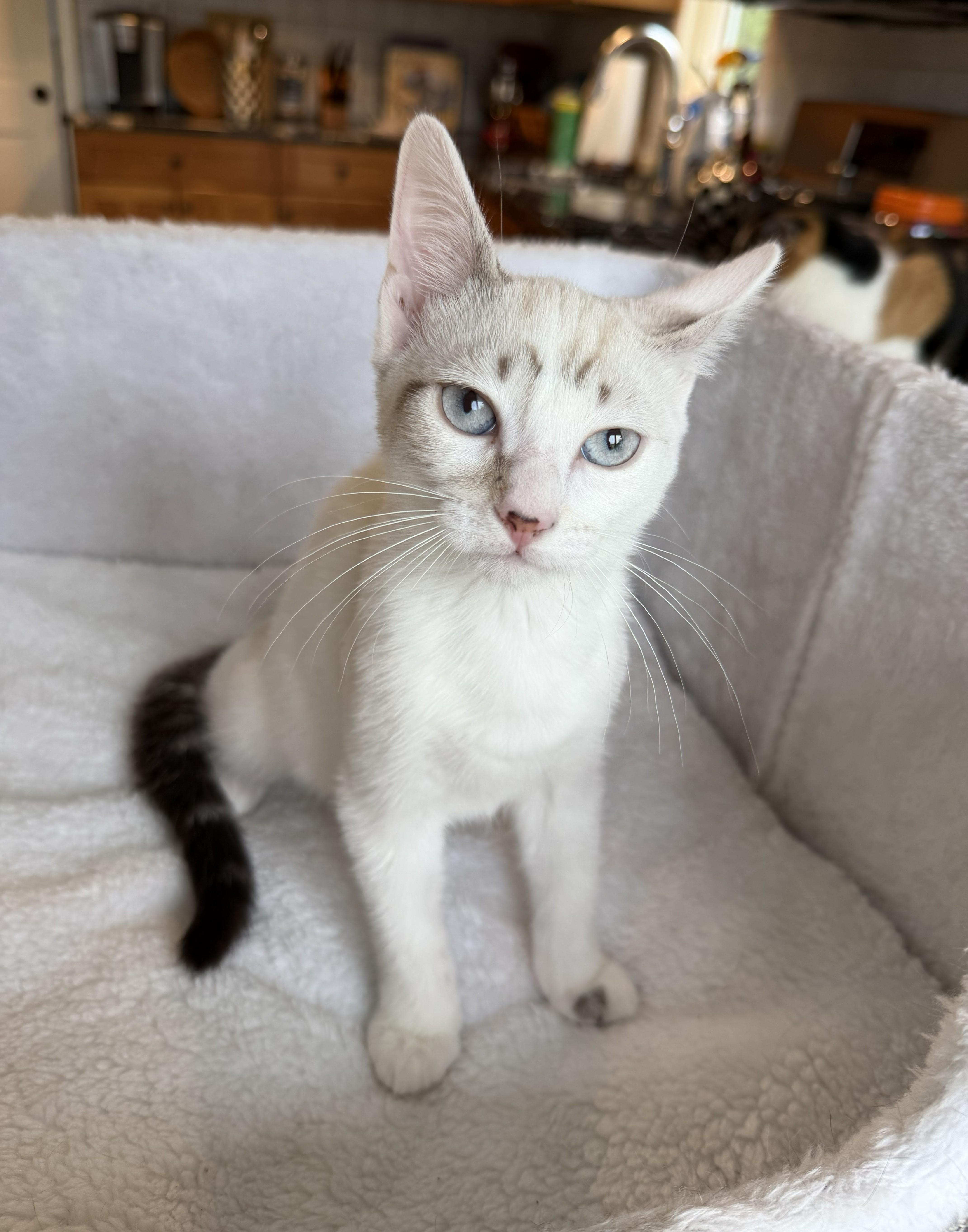 A baby medium-sized female Lilac Point Siamese cat named Hattie for adoption in Wayne, NJ