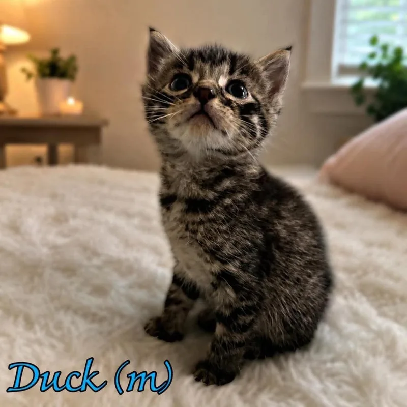Duck