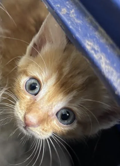 A baby small-sized male Domestic Short Hair cat named Cheddar for adoption in Cumming, GA