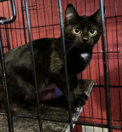 A young small-sized male Domestic Short Hair cat named Comet for adoption in Beatrice, NE
