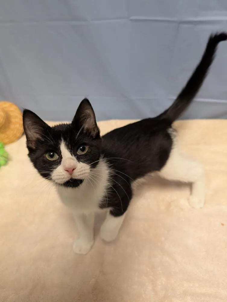 A baby small-sized male Black & White / Tuxedo Domestic Short Hair cat named Cosmos for adoption in Greensboro, NC