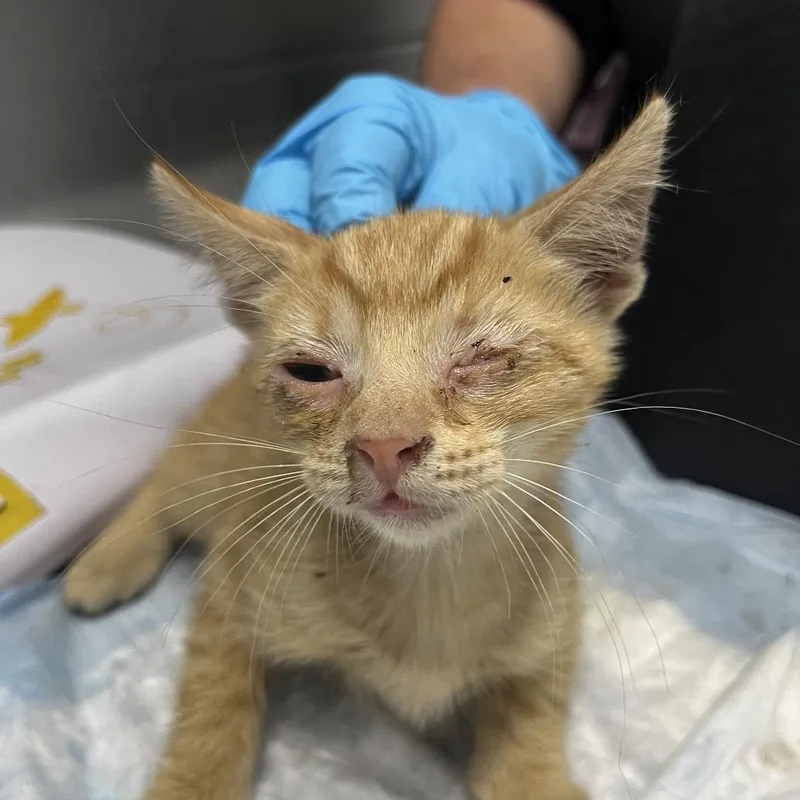 A baby small-sized male Orange / Red Domestic Short Hair cat named Circus for adoption in Summerville, SC