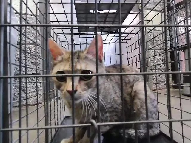 A young medium-sized female Domestic Short Hair cat named Mother for adoption in Tulsa, OK