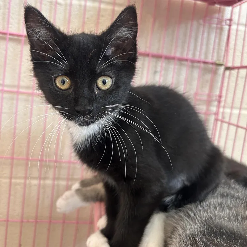 A baby small-sized female Black Domestic Short Hair cat named Barret for adoption in Waynesboro, PA
