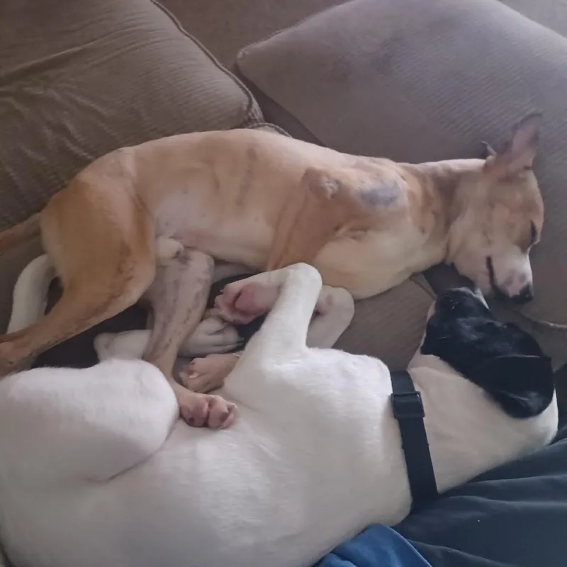 Cheese Stick thumbnail 2