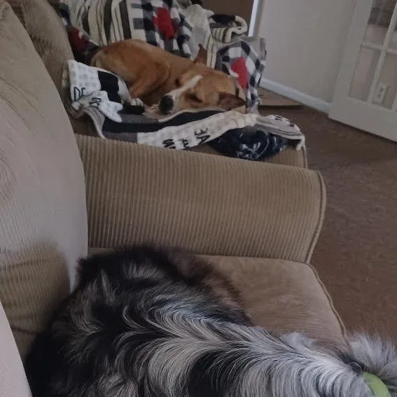 Cheese Stick thumbnail 3