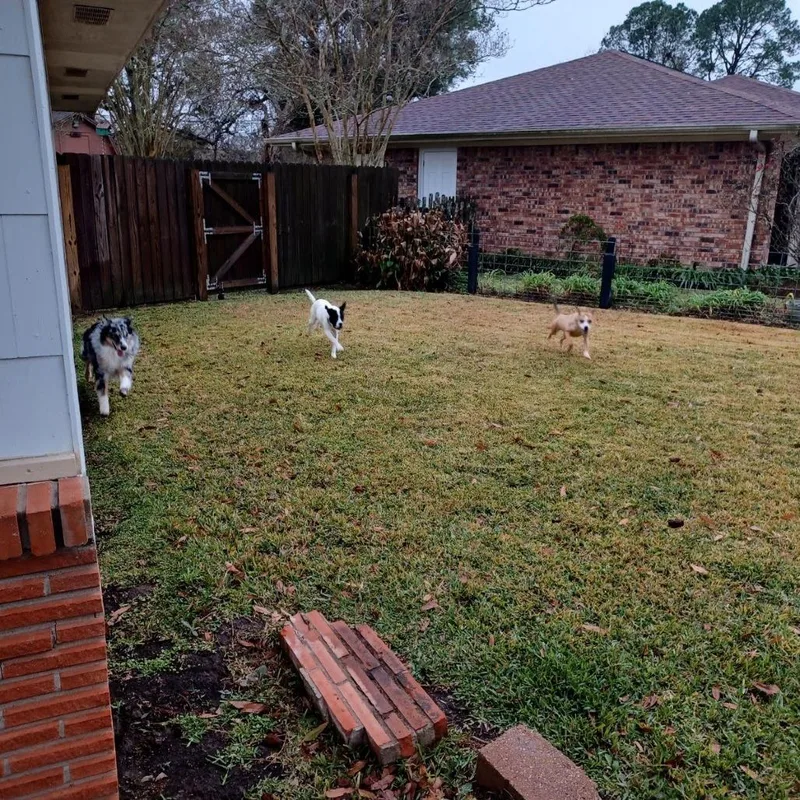 Cheese Stick thumbnail 6