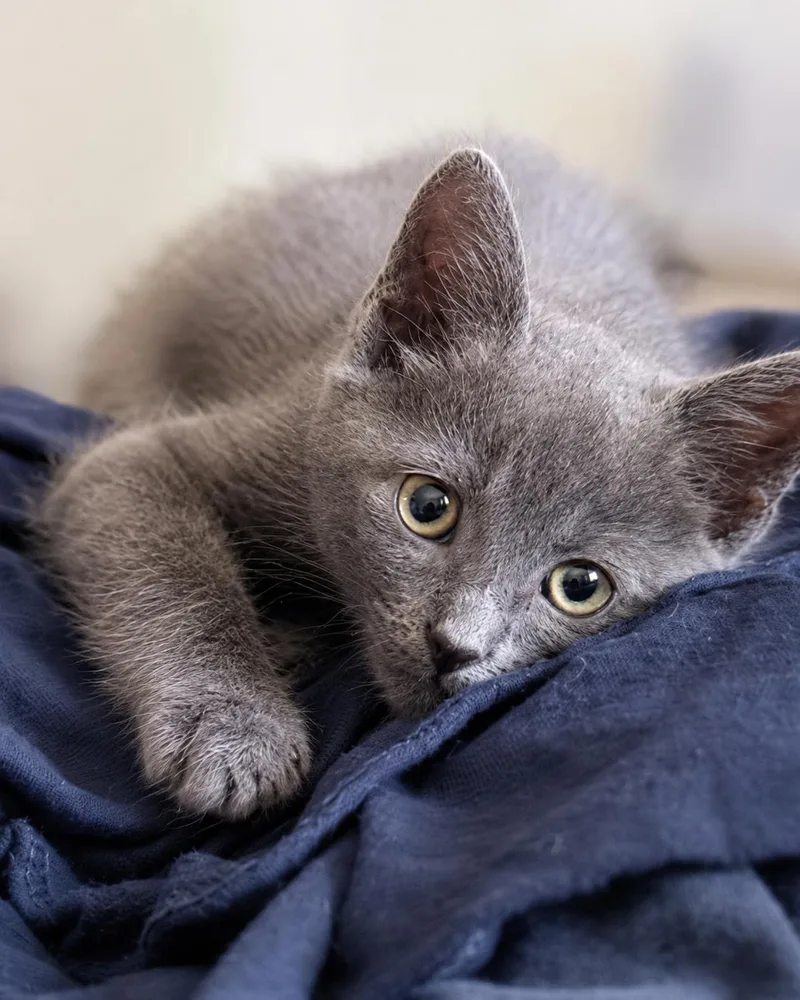 A baby medium-sized male Black Domestic Short Hair cat named Jaguar & MercedesDouble the for adoption in Laurel, MD