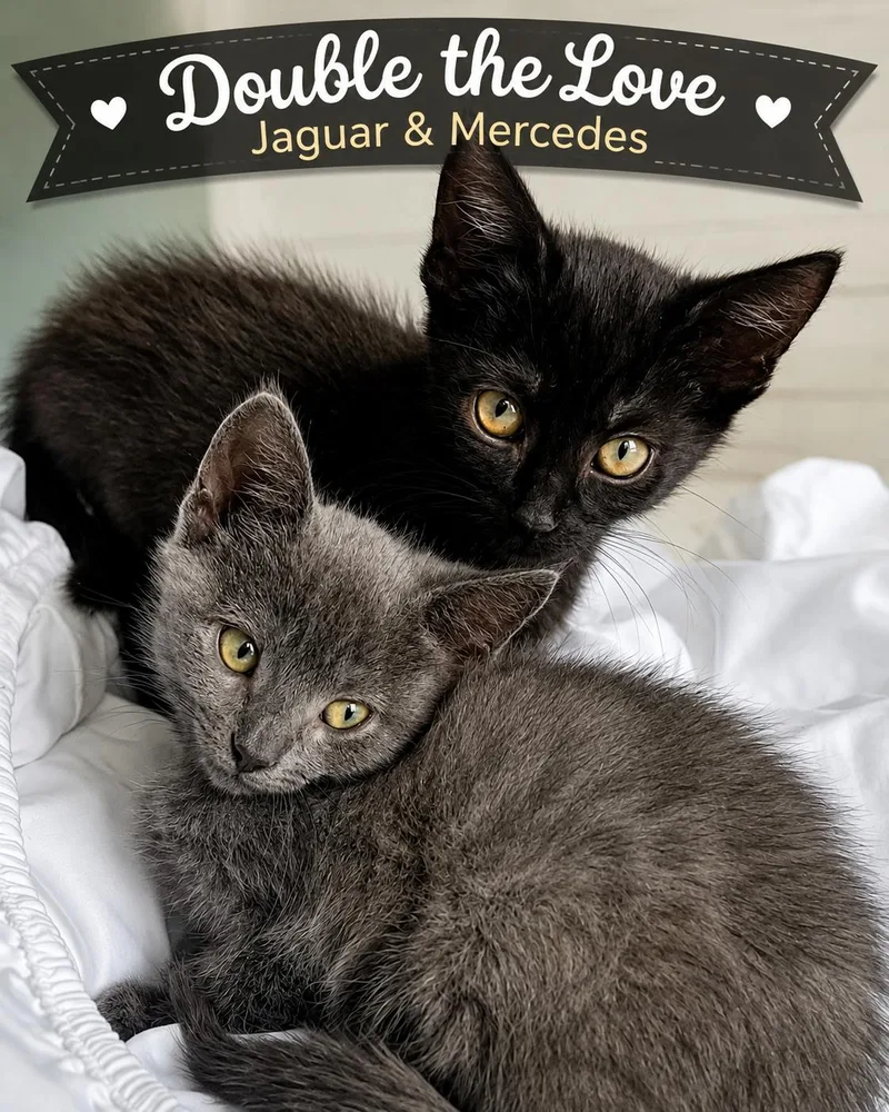 Jaguar & MercedesDouble the thumbnail 5