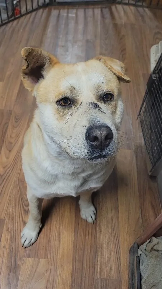 An adult large-sized male Yellow / Tan / Blond / Fawn Labrador Retriever dog named Newt Aka Banks for adoption in Cortez, CO