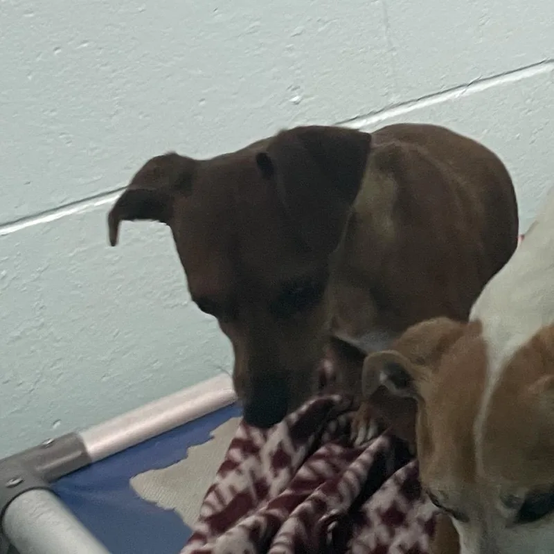 An adult small-sized male Yellow / Tan / Blond / Fawn Chihuahua dog named Fin for adoption in Port Charlotte, FL