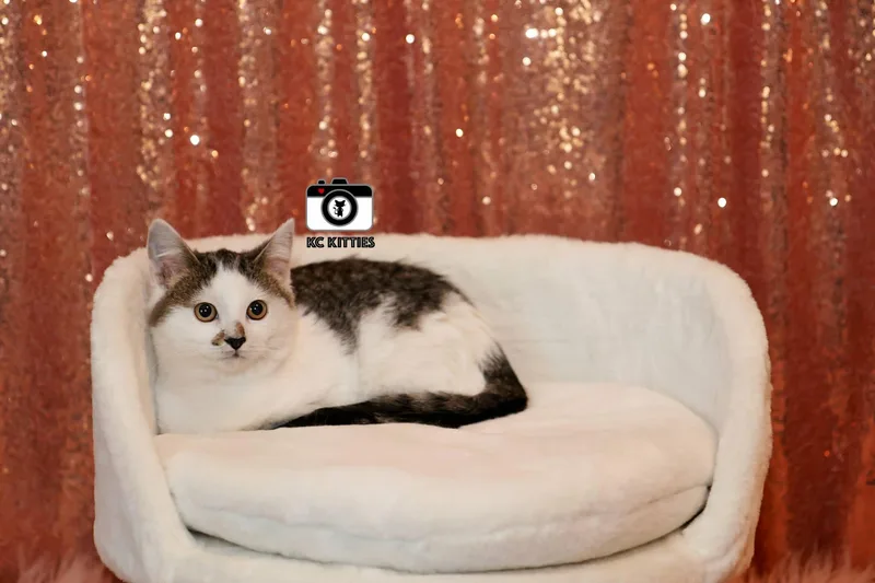 Princess Dotte thumbnail 2